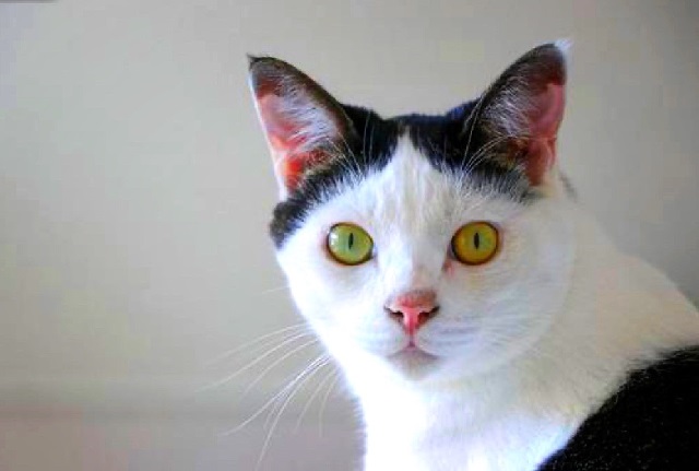 ペット供養大百科 ペット供養大百科